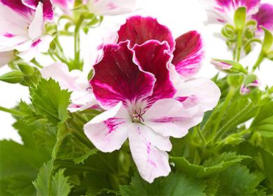 Large pelargonium flower