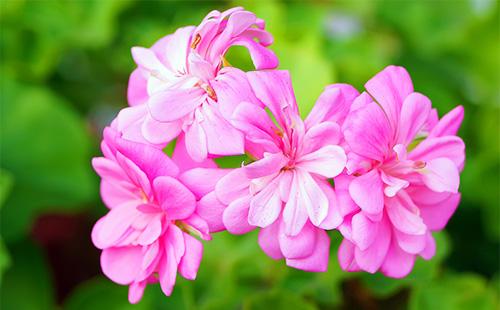 Pink pelargonium
