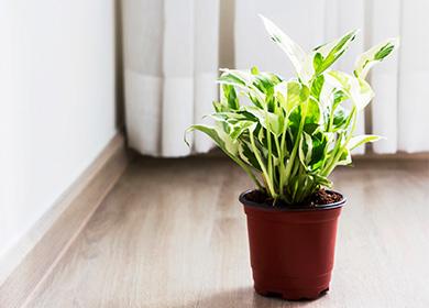 Potted scindapsus plant