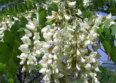Japanese sophora flowers