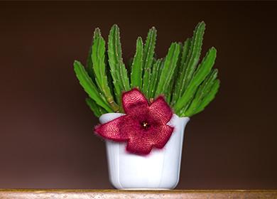 Potted stapelia