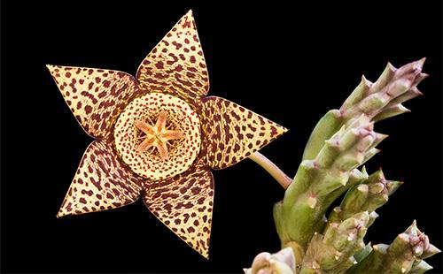 Stapelia flower