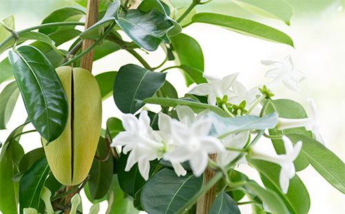 Flowers and fruits of stefanotis