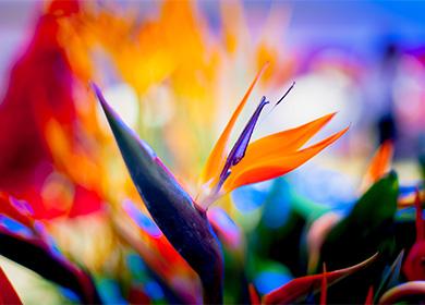 Strelitzia flower