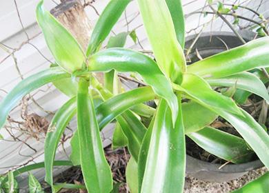 Golden mustache in a pot