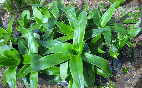 Indoor plant golden mustache