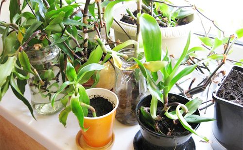 Golden mustache in pots