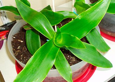 Golden mustache plant