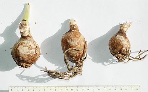 Bulbs of Gimenokallis