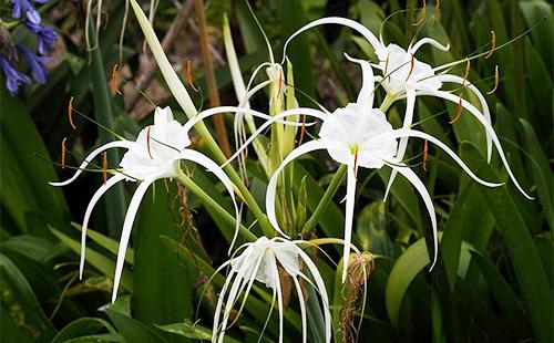 Beautiful flowers of Gimenokallis