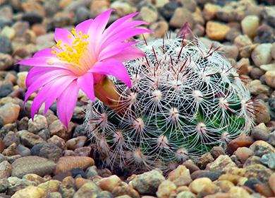 Cactus flower