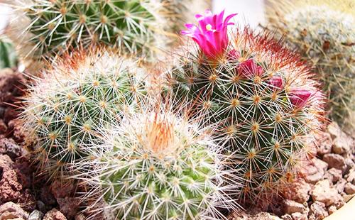 Mammillaria with flower
