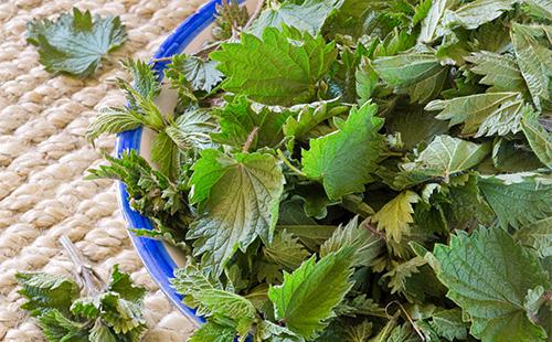 Nettle in a plate
