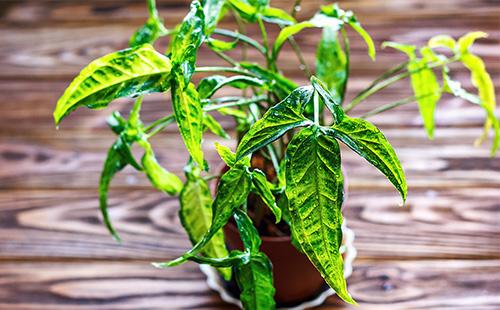 Syngonium in a flowerpot