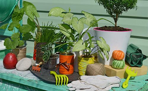 Syngonium and its care