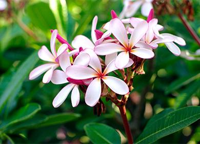 Plumeria Houseplant Flowers