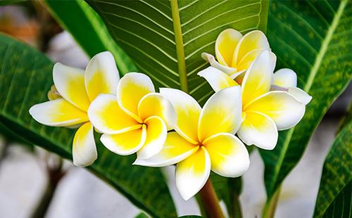 Yellow plumeria flowers