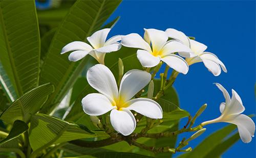 White Plumeria Inflorescence