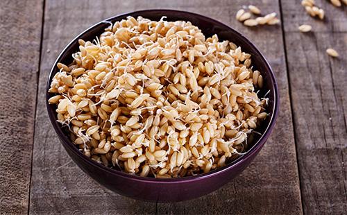Sprouted grains of wheat in a plate
