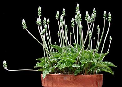 Dreamiopsis in a pot