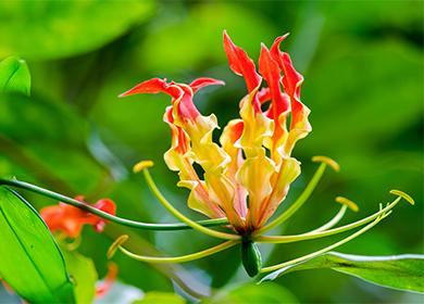 Gloriosa on a green background
