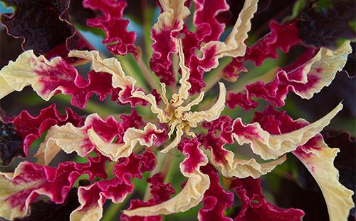 Gloriosa flower