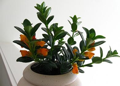 Small sprout of nematanthus