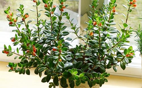 Nemantanthus in a pot