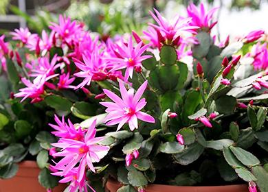 Pink Ripsolidopsus Flowers