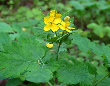 Celandine flowers