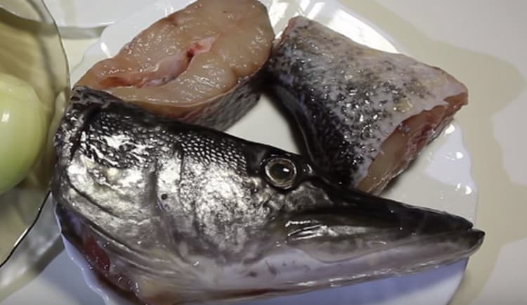 Gills must be removed from the head of pike so that they do not spoil the taste of the dish.