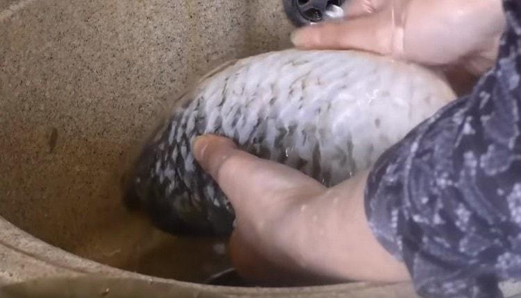 We wash and clean the crucians.