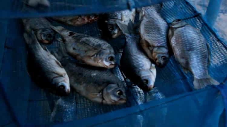 Delicious dried fish at home