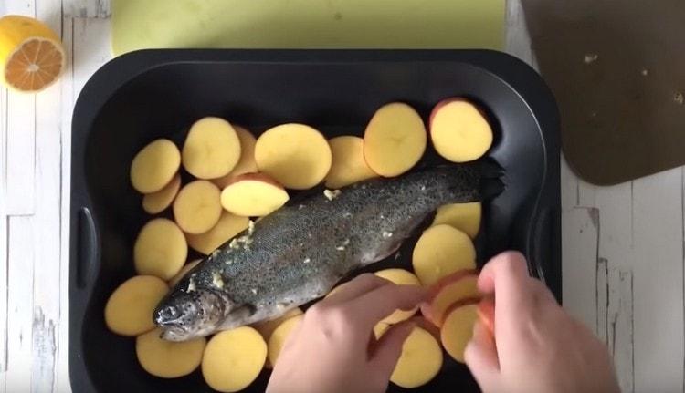 Put the potatoes in the baking dish, put the fish on it.