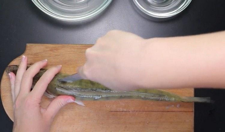 We remove the dorsal fin in zander.