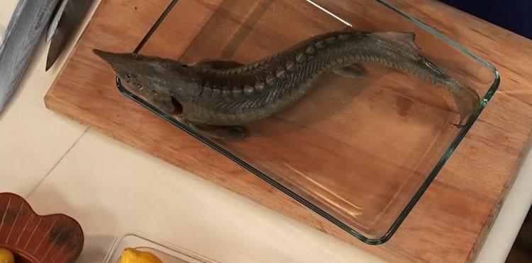 Prepare fish for preparing sterlet fish soup
