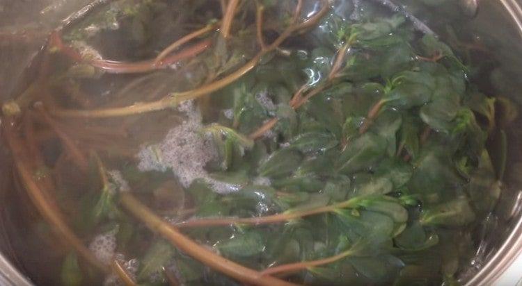 Purslane put in boiling water.