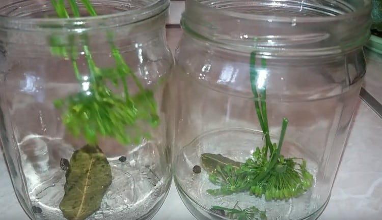 In sterilized jars we put bay leaves, dill umbrellas, peppercorns.