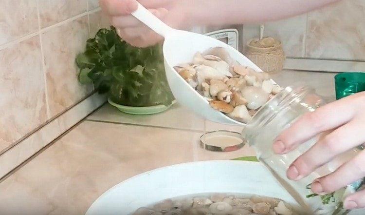 We put mushrooms in jars.