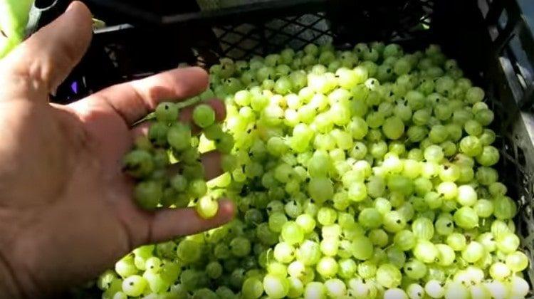 Rinse gooseberries.