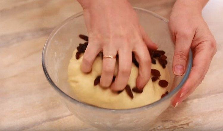 In the risen dough we intervene raisins.